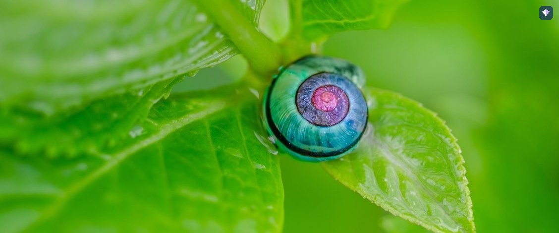 A snail crossing a bright green leaf