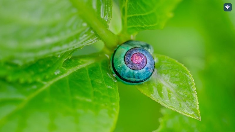 A snail crossing a bright green leaf