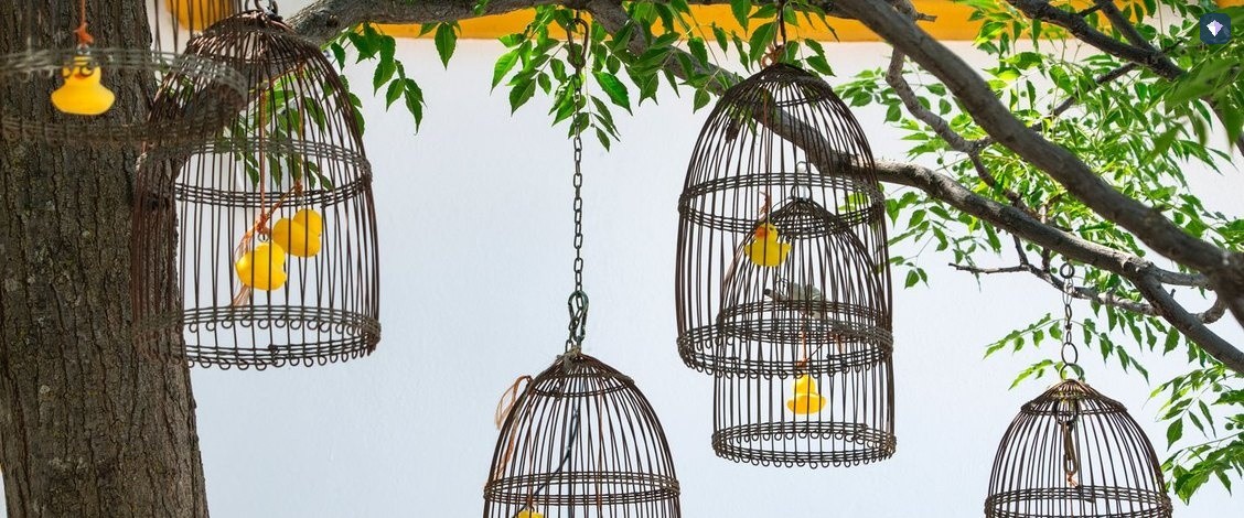 Empty wire bird cages hanging from the branches of a tree