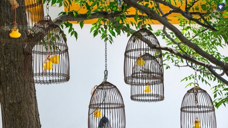 Empty wire bird cages hanging from the branches of a tree