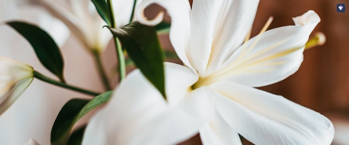 White lilies in flower against dark green leaves