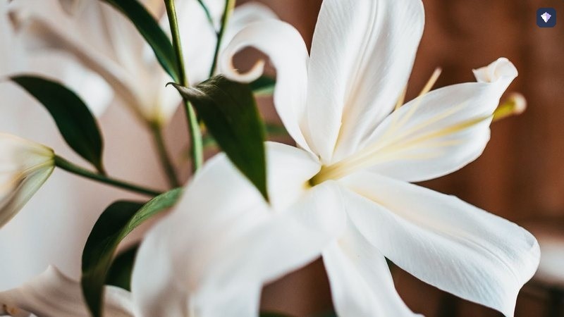 White lilies in flower against dark green leaves